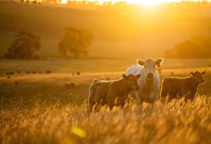 Учени променят чревната микробиота на крави, за да не замърсяват околната среда 