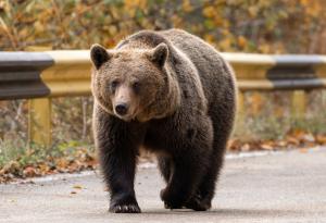 Как да реагираме при среща с мечка