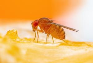 Осъществиха прехвърляне на поведение между видове чрез манипулацията на един-единствен ген