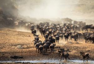 Една трета от животинските и растителните видове се преместват към по-топли региони