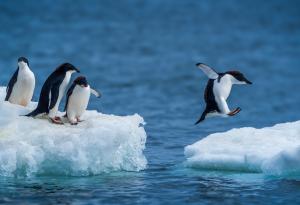 Антарктида, едно от най-отдалечените места на Земята, кипи от живот