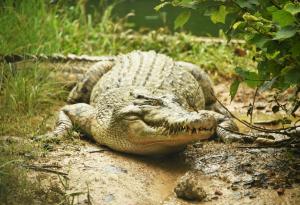 Вкаменелости разкриват последното убежище на свирепи сухоземни крокодили