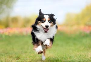 Виц: Кучето не е мое и няма да платя глоба за замърсяване