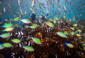 Биоразнообразието във водите край австралийски острови нараства