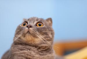 Най-смахнатите закони