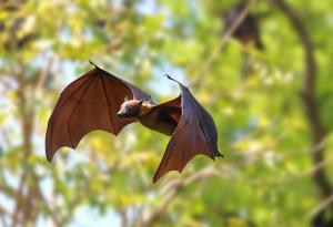 Изкуствен интелект помага на китайски учени да разкрият тайната на конвергентната еволюция