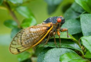 Цикади се завръщат в Англия след над 30 години изчезване