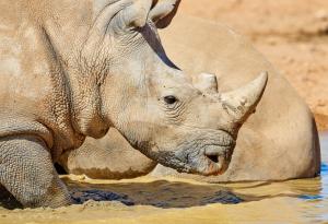 Радиоактивни изотопи в роговете на носорози: Южна Африка въвежда иновативна мярка срещу бракониерството