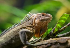 Необитаем остров в Карибско море се превърна в убежище за критично застрашен вид игуана