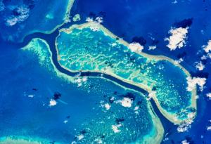 Големият бариерен риф преживява най-мащабното избелване в историята – причината е климатичната криза