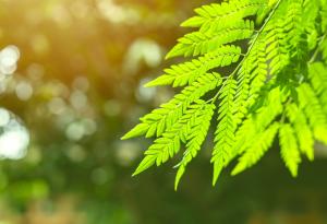 Китайски учени разработиха иновативен наноматериал за подобряване на фотосинтезата