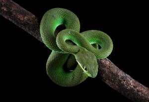 Змиите – нека ви изумим с тези любопитни факти за тях