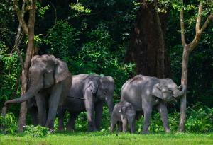 Популацията на дивите слонове в Индия е намаляла с една четвърт за осем години