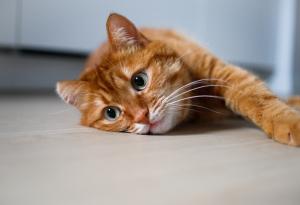 Учени откриха неочаквана "визитна картичка" при котките 