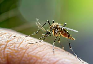 Любовната "песен" на плодовите мушици може да се използва в борбата срещу комарите 