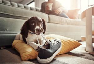 Неосъзнати опасности, които дебнат домашните ви любимци вкъщи