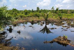 Новооткрити микроби в амазонските торфища могат да повлияят на глобалния въглероден баланс
