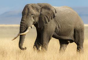 Кения отчита увеличение на популациите на слонове и носорози