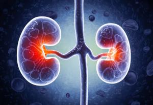 Учени превърнаха бъбрек с кръвна група А в универсално съвместим орган