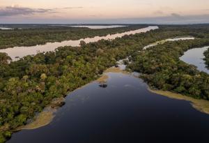 Амазонската тропическа гора е близо до критична точка