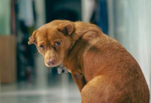 Виц: Американско, полско и руско куче си говорят