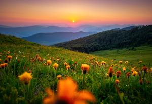 Наблюдението на природата помага за намаляване на болката