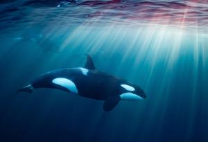 Учени се опитват да използват подводни оптични кабели, за да следят звуците и движението на косатките