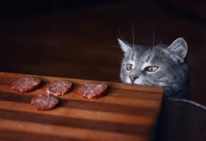 Учени откриха, че котките разбират човешката реч чрез асоциации