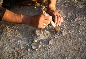 Древни челюсти разкриват нови тайни за произхода на човека