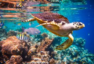 До 2100 г. ще изчезнат почти всички коралови рифове на планетата