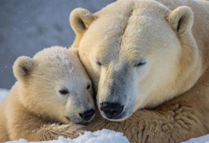 Белите мечки са се отделили от кафявите преди 70 000 години