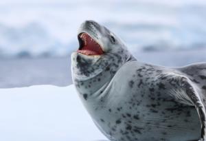 Леопардовите тюлени „пеят“ мелодии, подобни на детски песнички