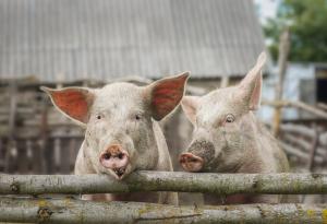 Виц: Пено, къде е Вуте?