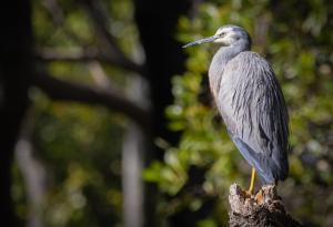 Първи документиран GPS-полет на чапла от Австралия до Папуа Нова Гвинея