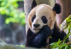 Изкуствен интелект се грижи за пандите и ги представя пред посетителите в Мадридската зоологическа градина