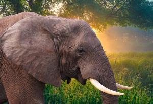 Виц: Слоницата станала гадже на охлюва