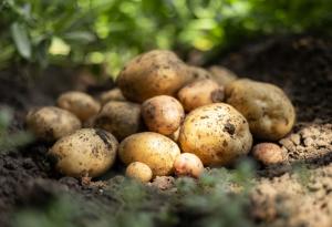 Учени разкодираха генома на десет исторически сорта картофи