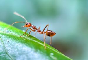Откриха най-старата известна мравка от епохата на динозаврите в Бразилия