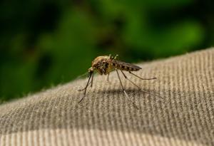 Световната здравна организация повежда глобална борба с треската денга