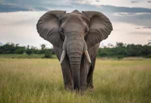 Слонът е единственият бозайник, който не може да скача – вярно или грешно?