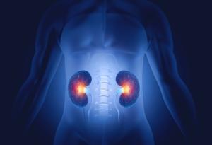 Вечните химикали могат да увредят бъбречната функция