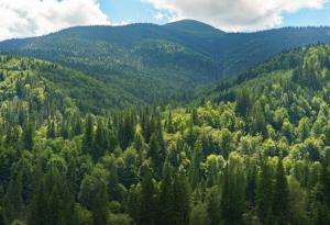 Австралийски учени разработиха нов метод за проследяване на водопотреблението в горските екосистеми