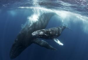 Гърбати китове раждат и по време на миграция – нови данни разширяват зоните на защита