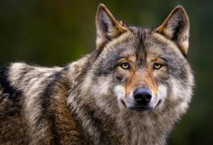 Симулация разкрива: Вълците са имали време да се самоопитомят и да се превърнат в кучета