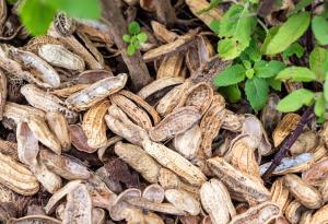 Учени откриха изненадващо практично приложение за отпадъците от фъстъчени черупки