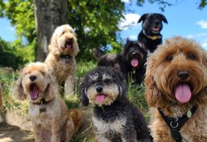 Разнообразието в размера и формата на кучетата е започнало преди 11 000 години