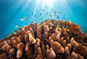 Разкриха как разпръскването на коралите заздравява кораловите рифове 