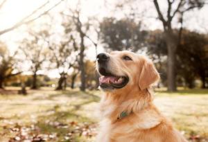 Виц: Какво красиво кученце, Ваше ли е?