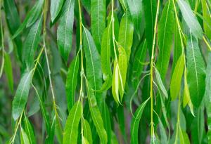 Нов дървесен вид е открит в карстов район на Южен Китай