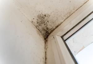 Мухълът у дома е свързан с всеки четвърти случай на свръхчувствителен пневмонит